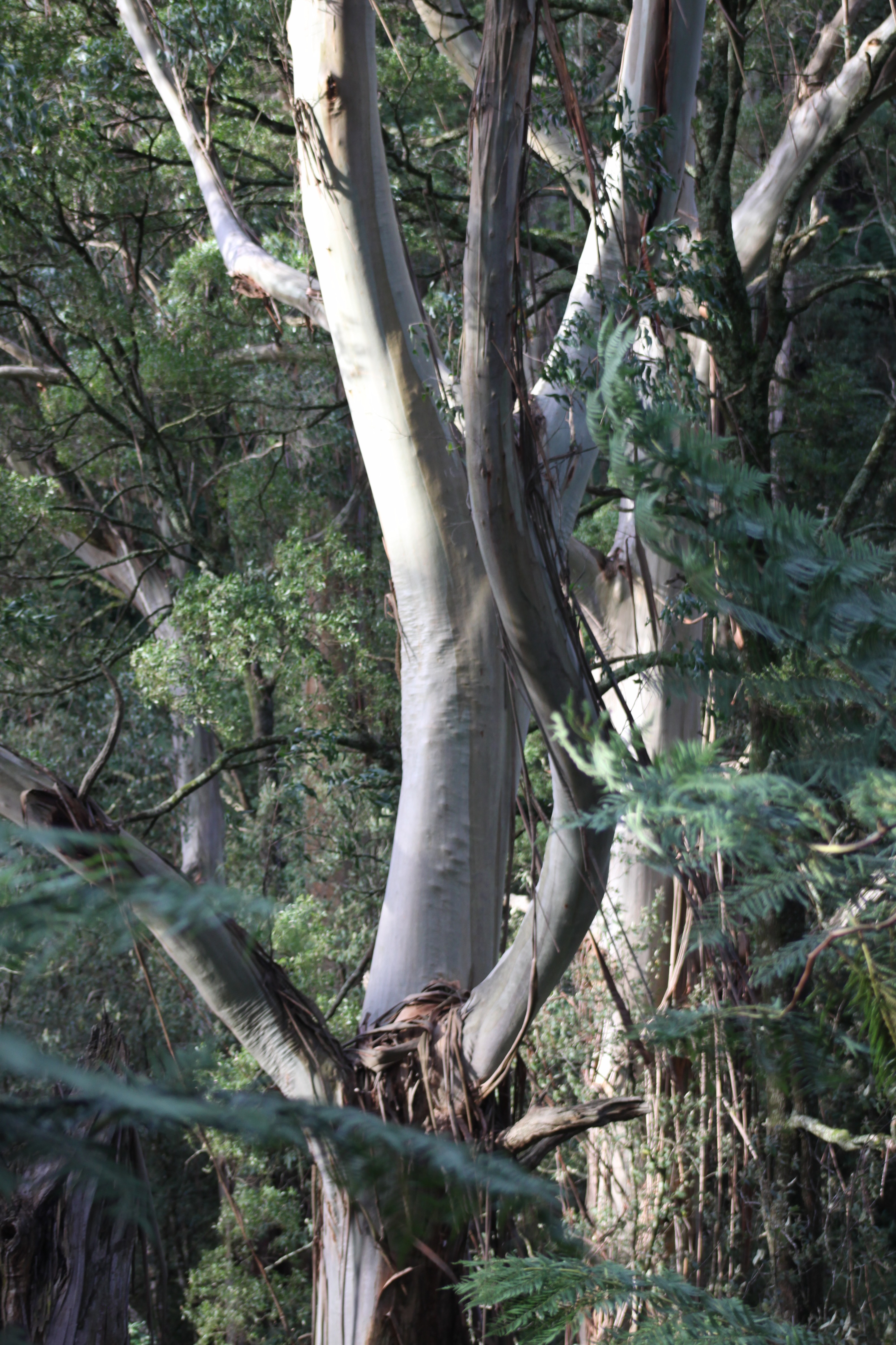 The Tarwin River catchment