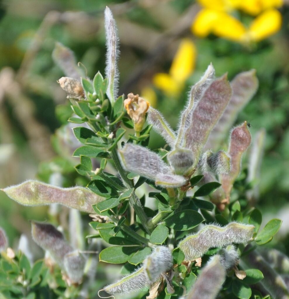 Broom – Cape/Montpelier growing