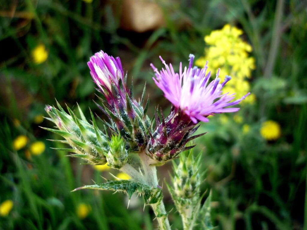 Thistle – Slender / Shore growing