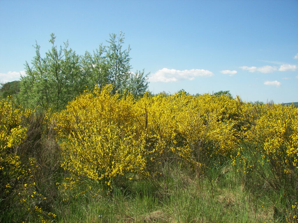 Broom – English growing