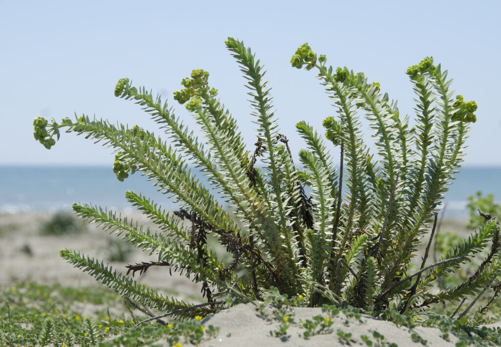 Spurge – Sea growing