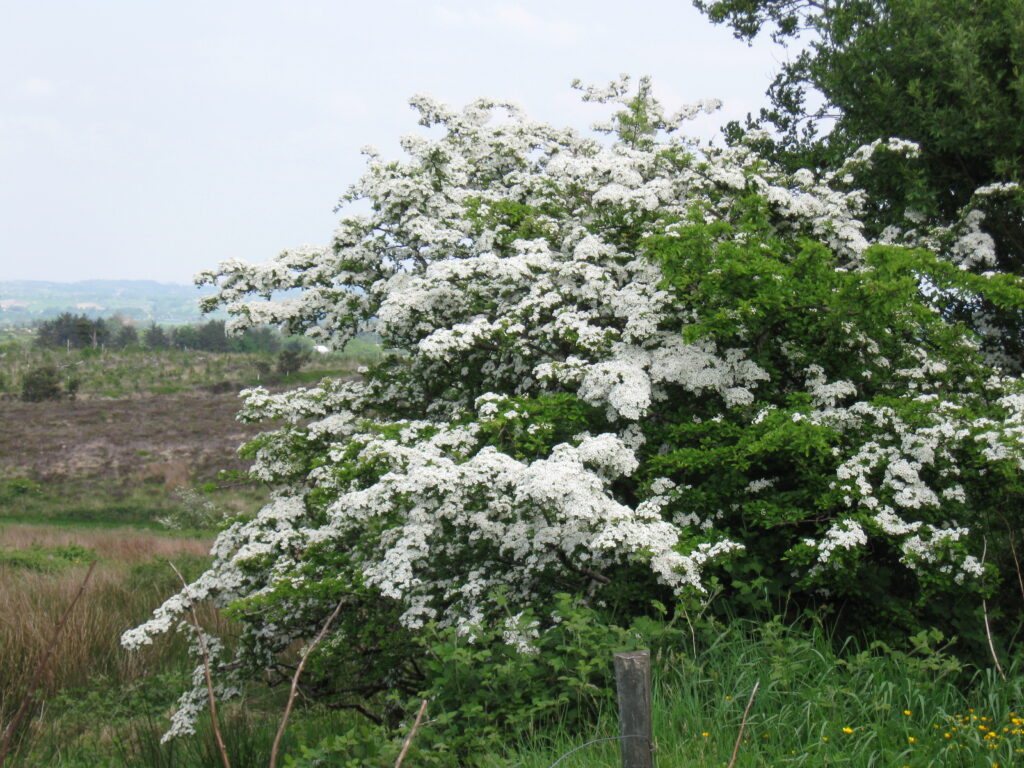 Hawthorn growing