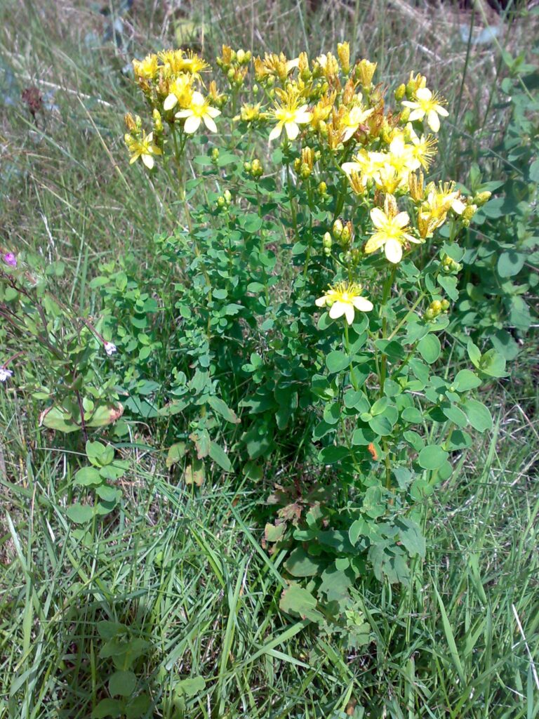 St Johns Wort growing