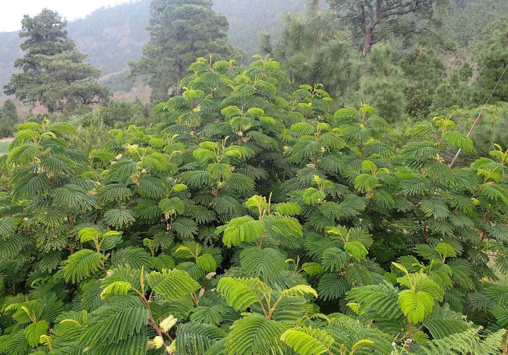 Cape Wattle growing