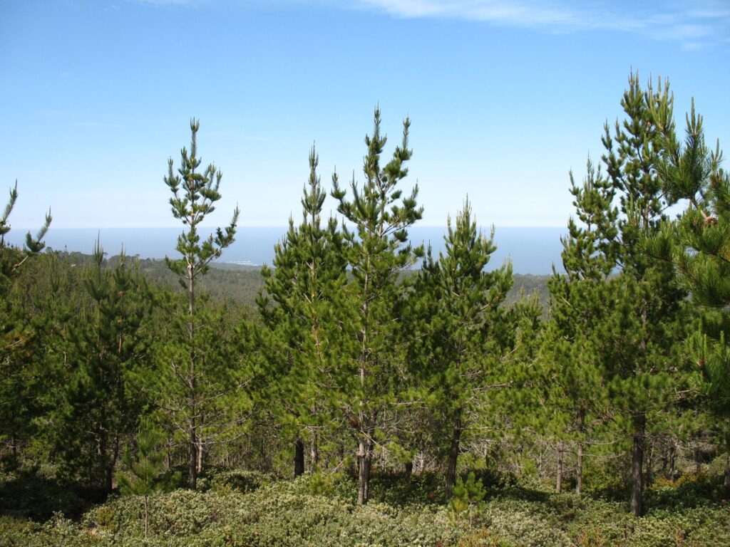 Pine growing