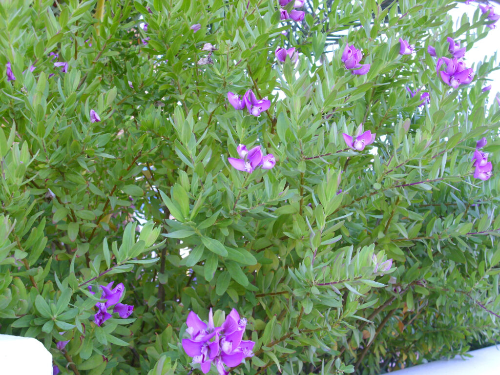 Polygala growing
