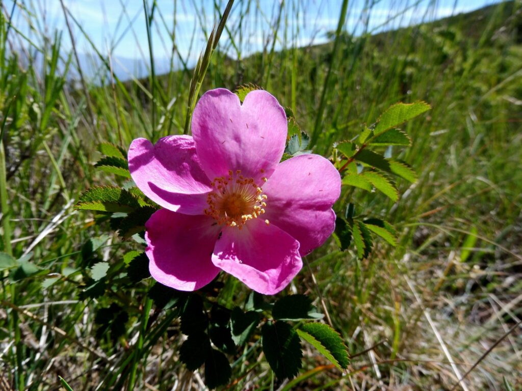 Sweet Briar Rose growing