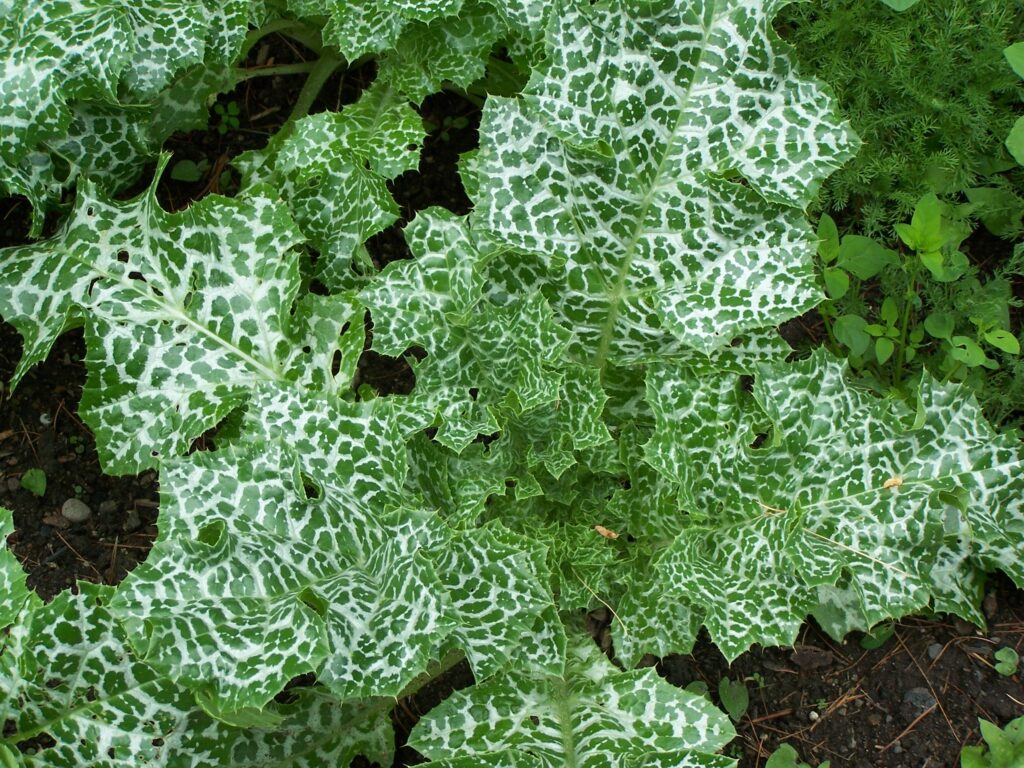Thistle – Variegated growing
