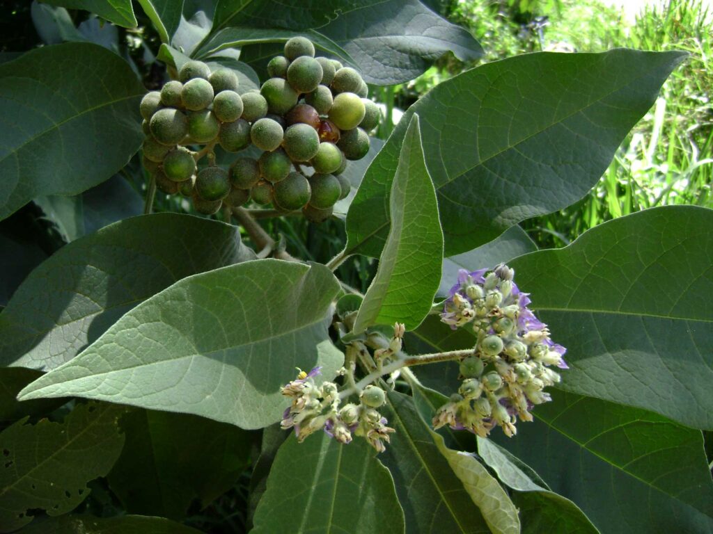 Tree Tobacco growing
