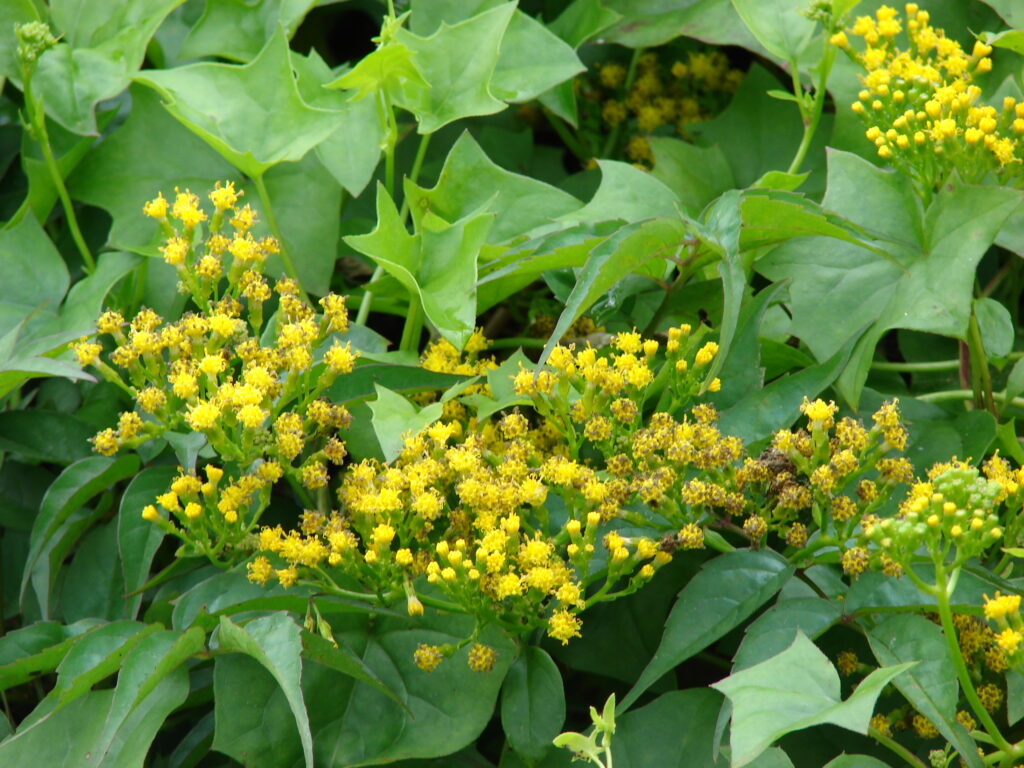 Ivy – Cape growing