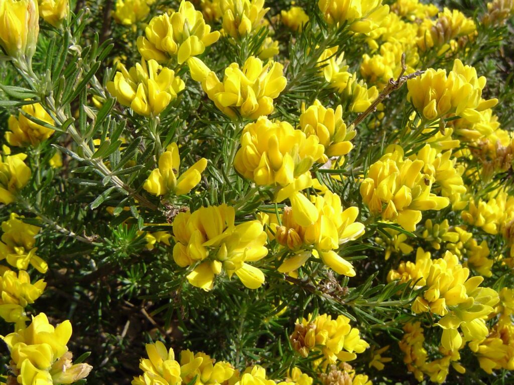 Broom – Flax-leaf growing