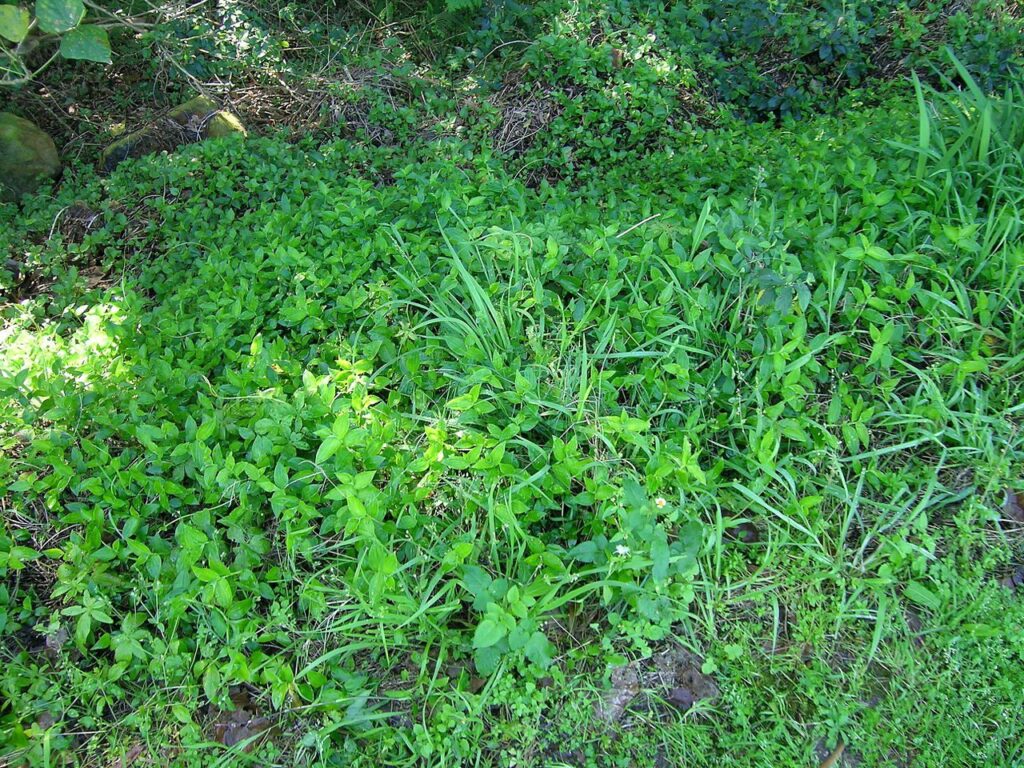Wandering Trad growing