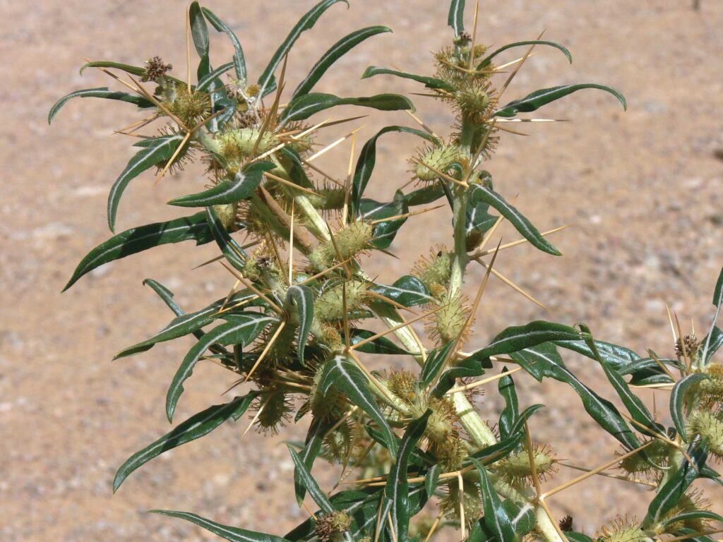 Bathurst Burr growing