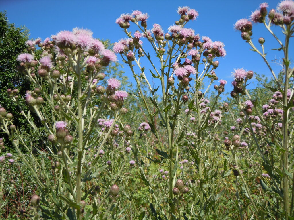 Thistle – Californian growing