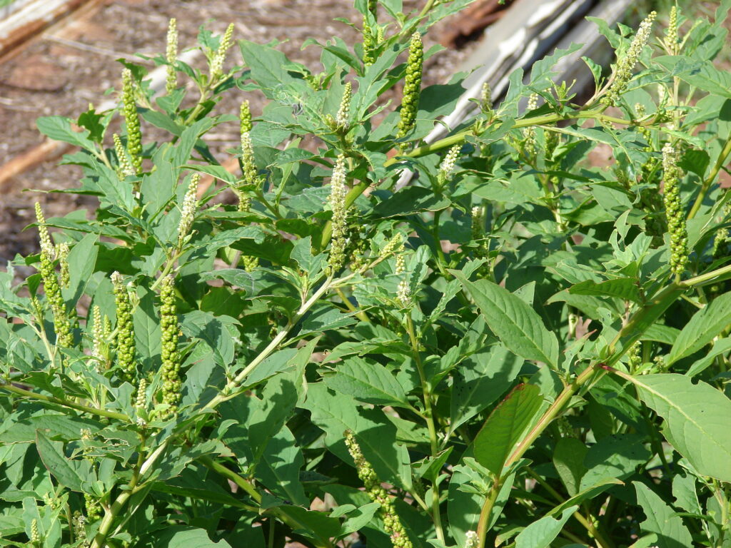 Red Inkweed growing