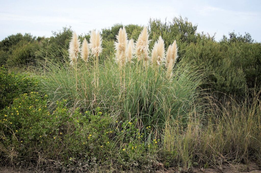 Pampas Grass growing