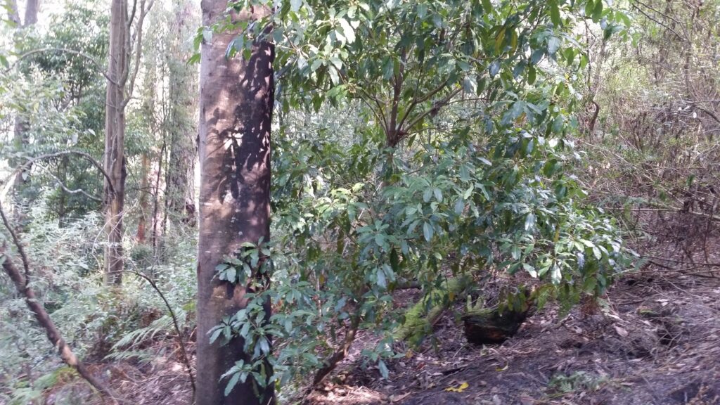 Sweet Pittosporum growing