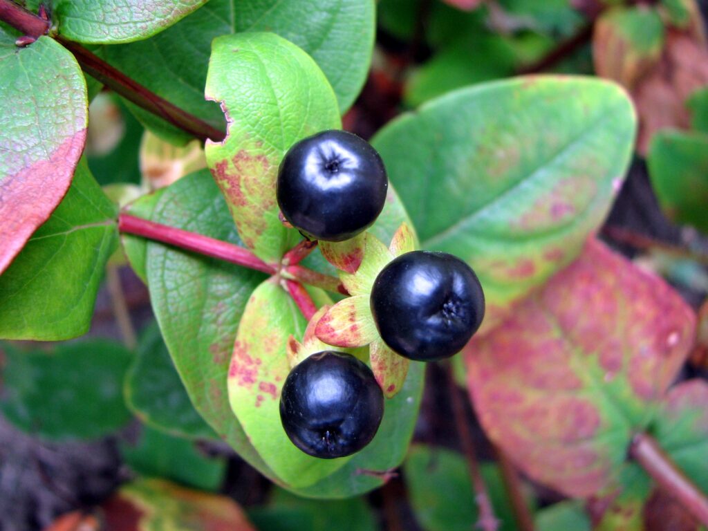Tutsan growing