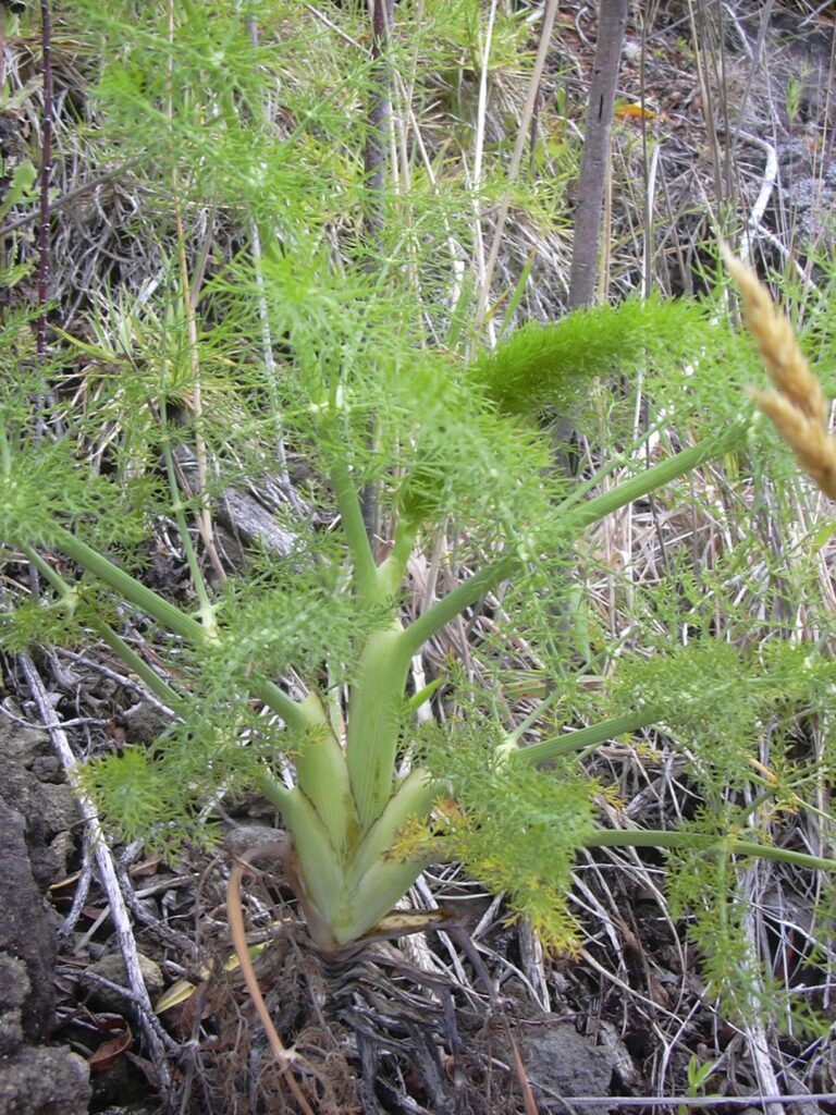 Fennel growing