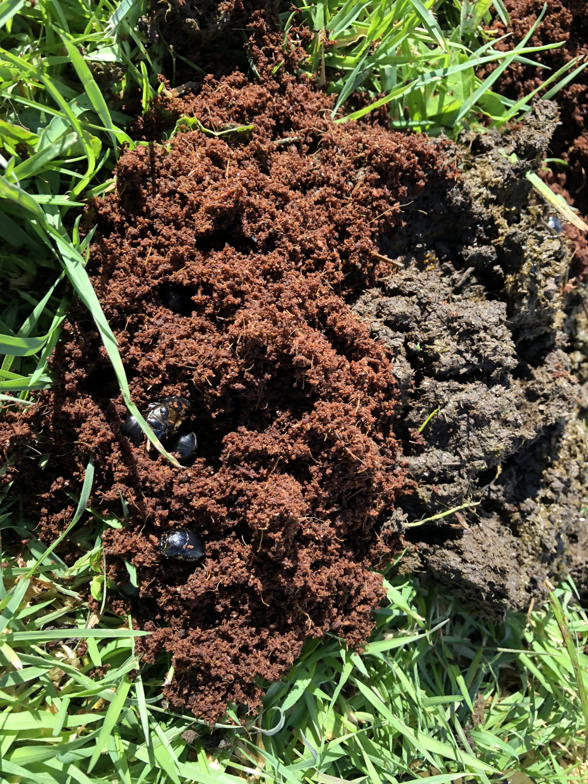 shows dung beetle activity
