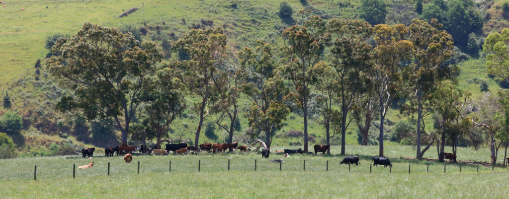 shows contented cattle in shelter of eucalypts, Loch