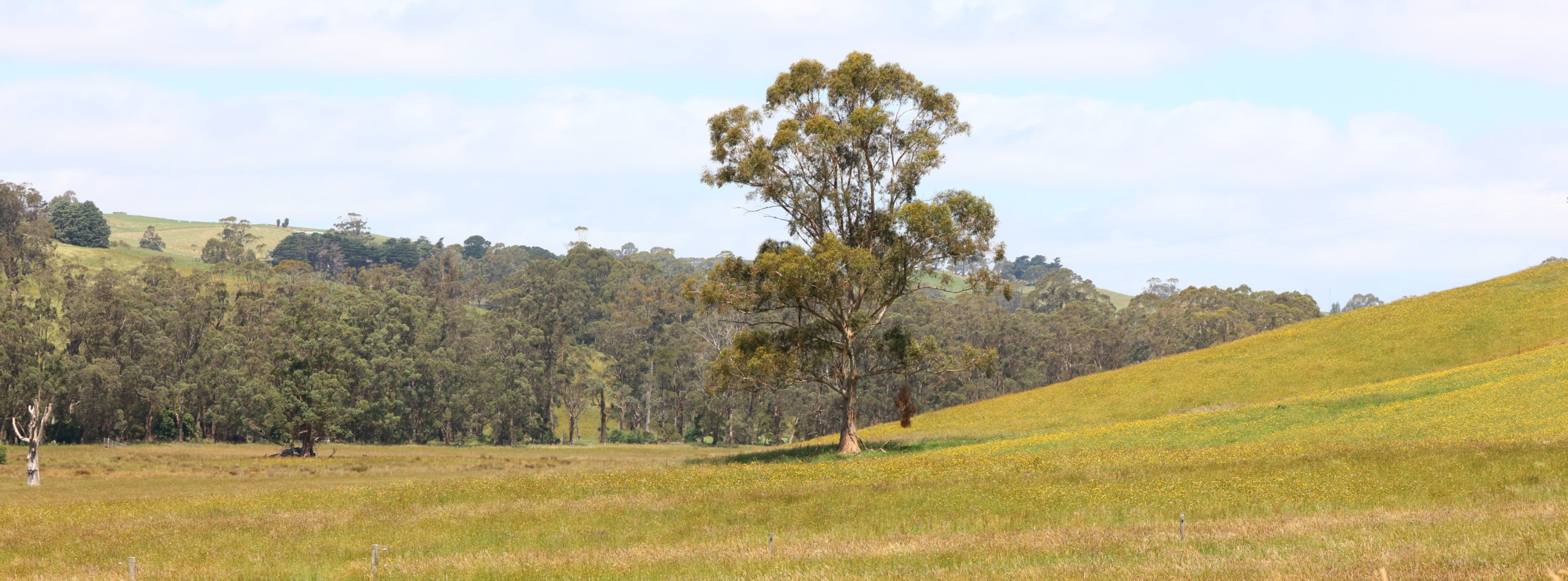 lone mature paddock eucalypt, Loch Poowong