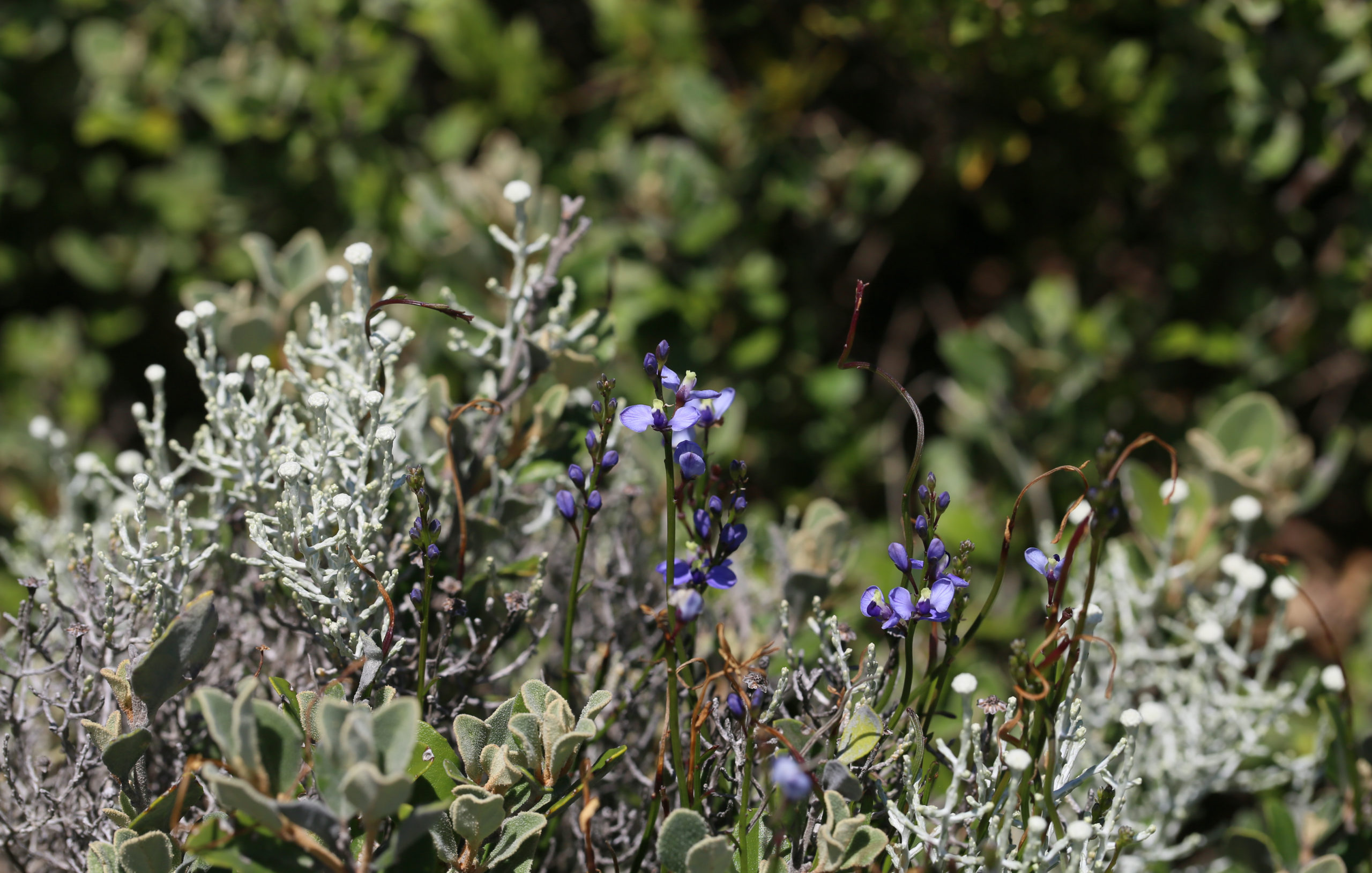 Shows mix of native plants found at Cape Liptrap