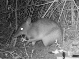 shows image of bandicoot caught on camera