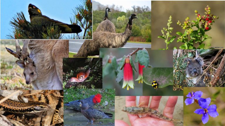 shows range of plants and animals, the biodiversity of South Gippsland