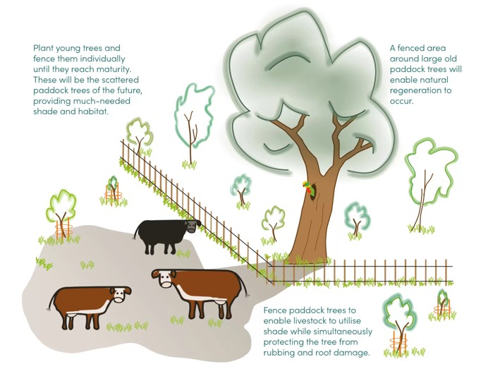 shows illustration of how paddock trees can be protected