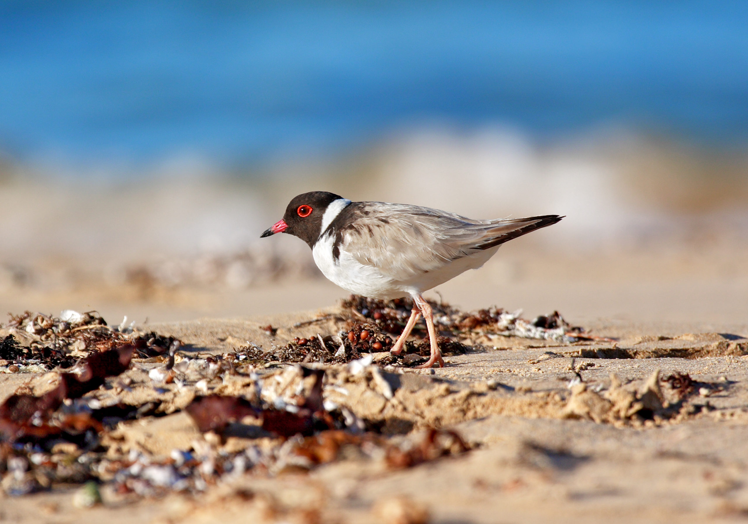 Hooded Plover adult_Glenn Ehmke