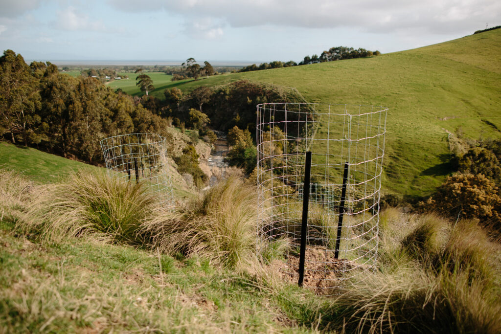 Planting trees for carbon forum