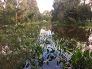 A wetland in Ruby South Gippsland