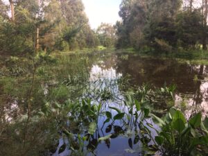 A wetland in Ruby South Gippsland