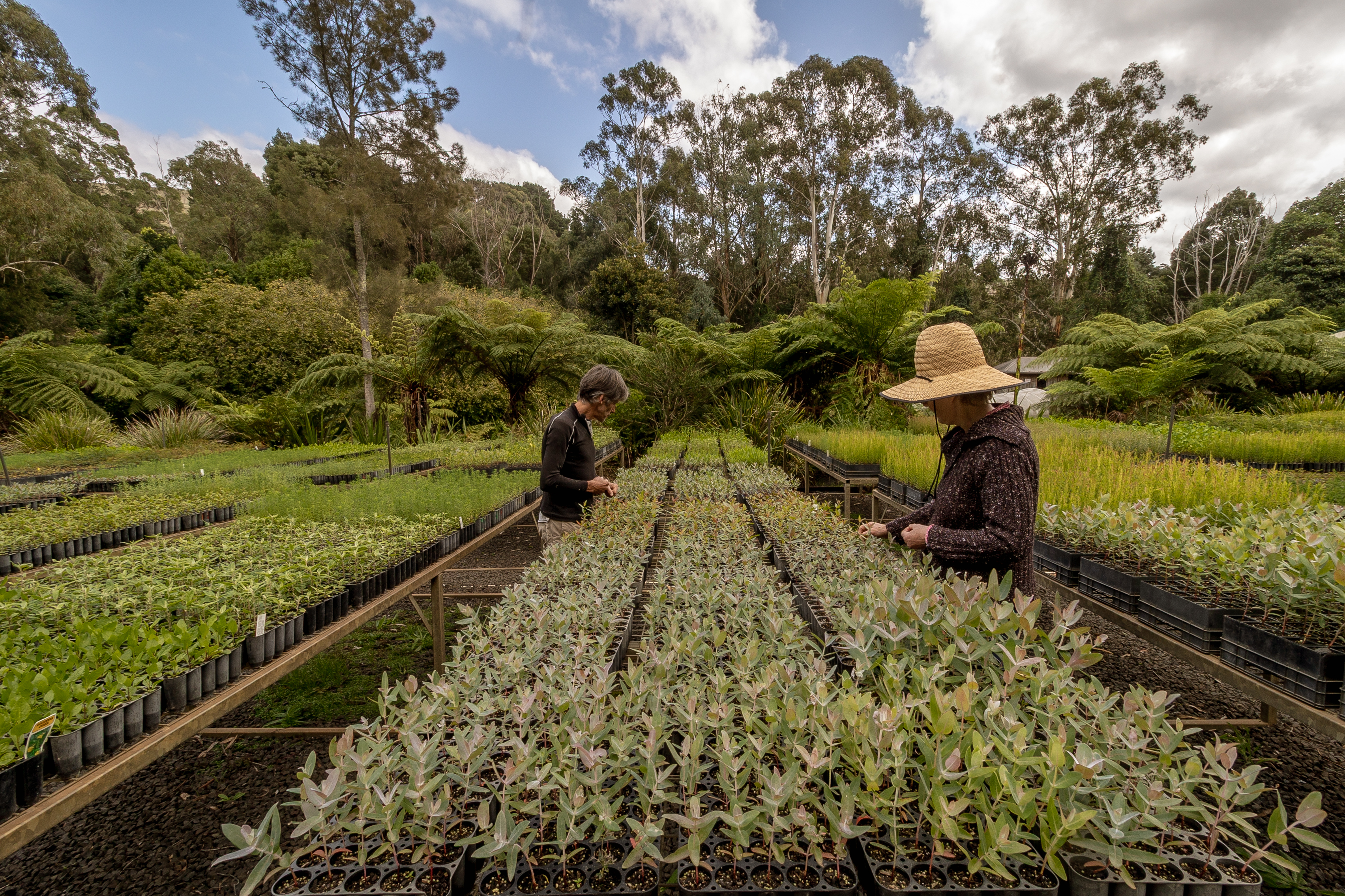 Native plant nursery in South Gippsland