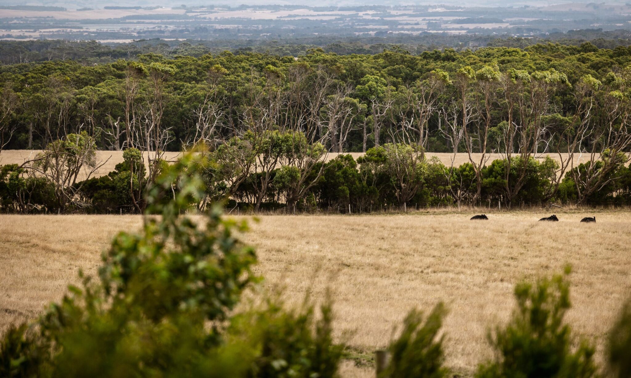Cattle resting in a paddock beside a shelterbelt of native trees in South Gippsland